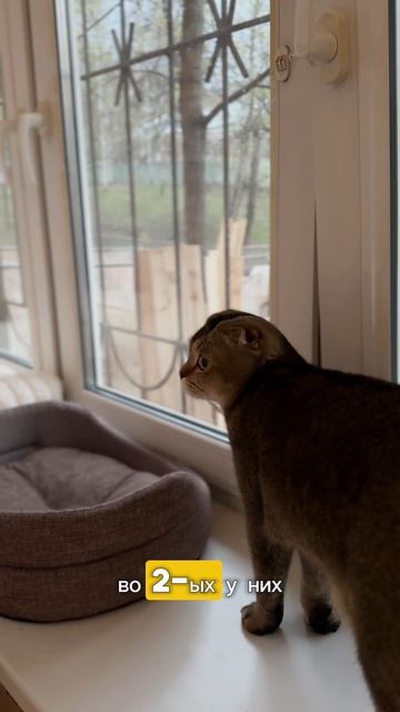 🐱 Почему коты часами смотрят в окно?
