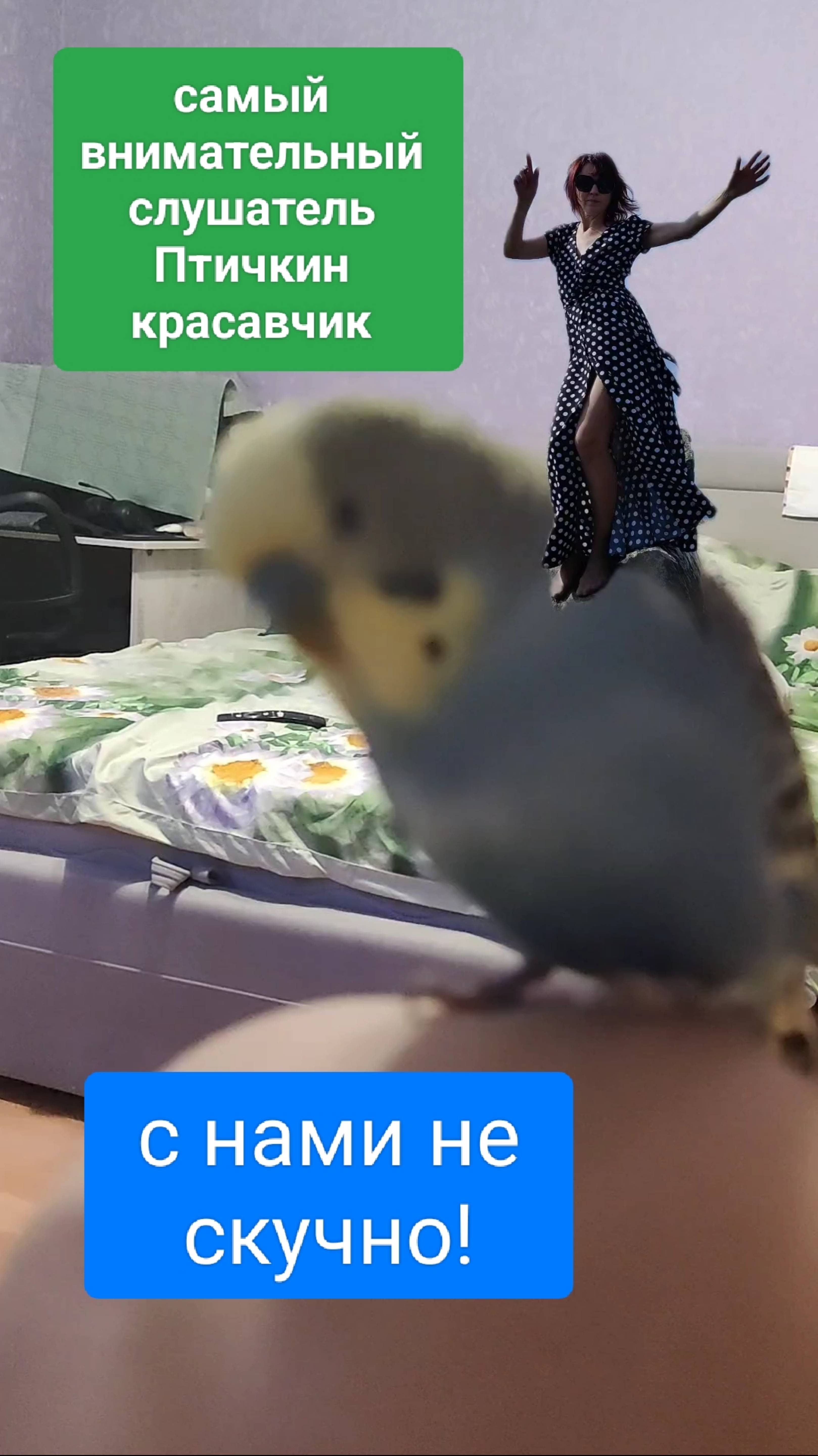 самый преданный слушатель Птичкин красавчик