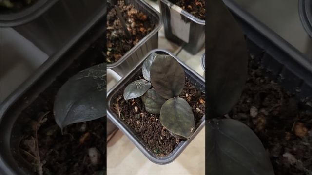 Замиакулькас Черный Равен