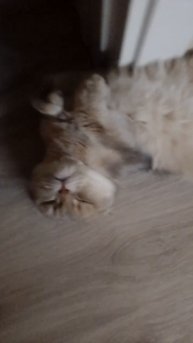 АФОНЯ ОТДЫХАЕТ #афоникс #Cat #Лайк #Милота #Рекомендации #Милашка #Кот #Котэ #Котик #shorts #short