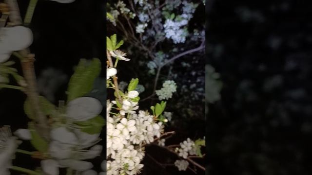 1000602085.mp4