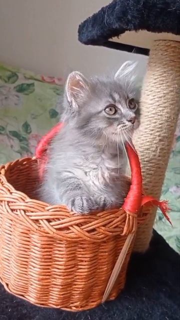 Увлечённо играем