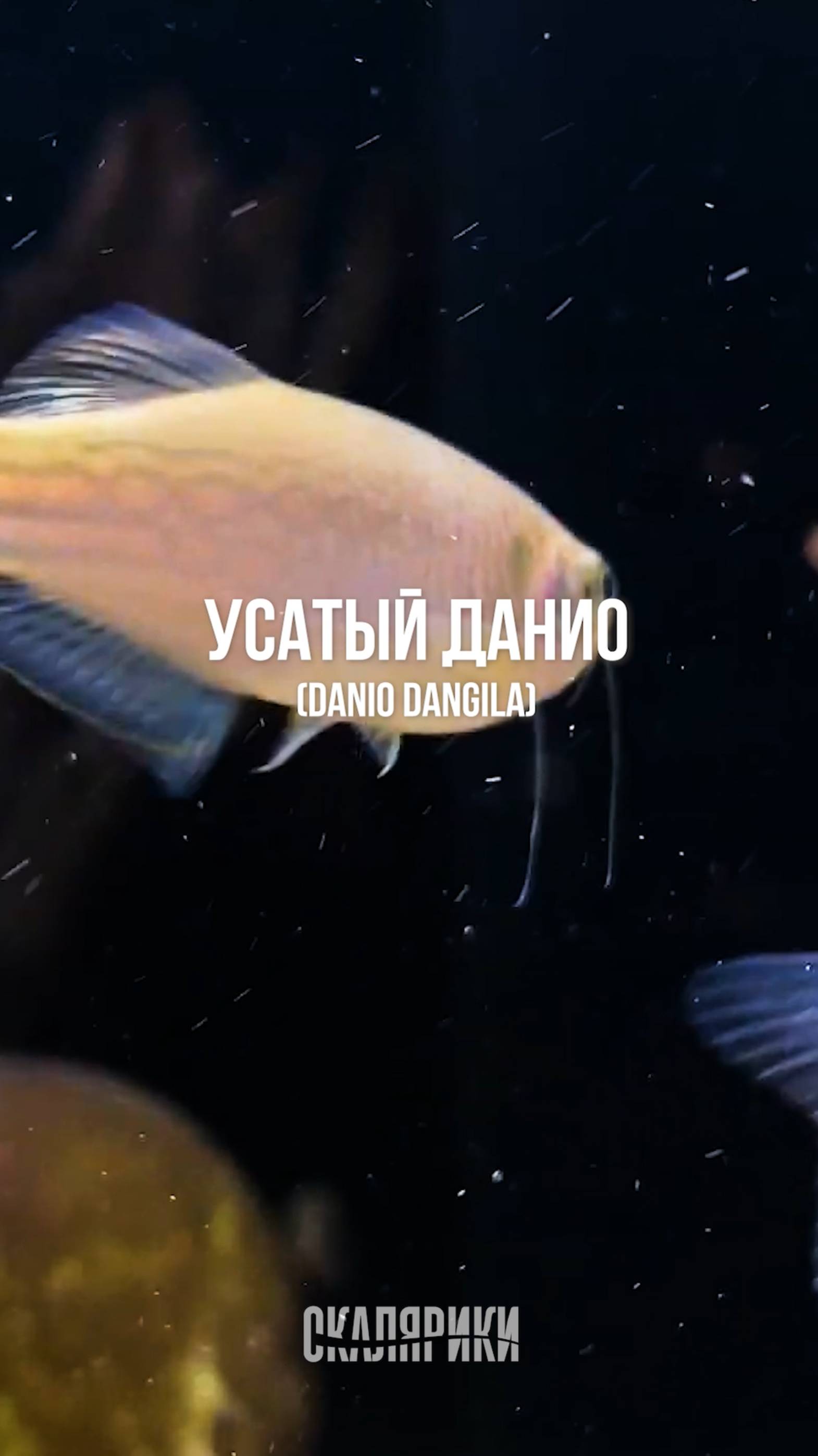 Усатый Данио