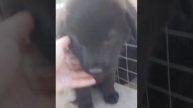 04-05-2025 Ласкуша в добрые руки