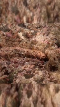 Морские огурцы: тайна выдвигающихся щупалец и трубчатых ножек