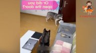 Приколы с котами! С озвучкой! Смешные животные до слёз! Смешные коты и собаки!