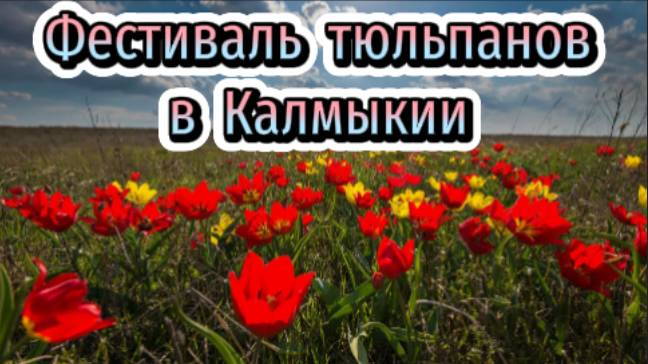 Фестиваль тюльпанов в Калмыкии!