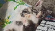 Забавный ролик с котенком.