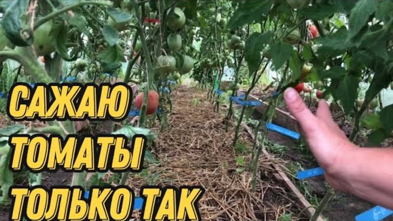 Плотная посадка томатов в теплице! ПОДРОБНО