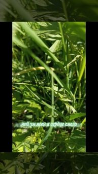 🍀Короткие аффирмации в стиле Джозефа Мэрфи.