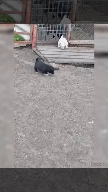 Охранники подрастают 🐕😊