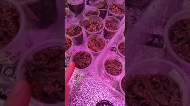 подопечные орхидеи из семян...растят корни и листики