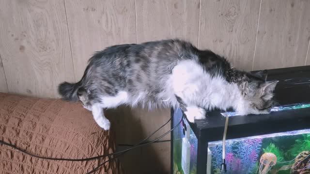 Кот Василий  Уталяет Жажду из Аквариума Водой . Фаина ждала и скучала.