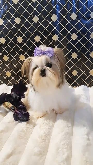 Дівчинка ши-тцу для продажу/shihtzu girl for sale #шитцу #shihtzu #kingdomisinroksolanakh