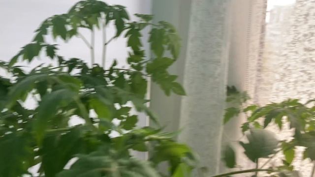Рассада переросла. Что делать.