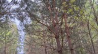 "Там нет ни чего" ужасы смотреть новое видео 2025 года, про ужасы онлайн лучшие ужастики бесплатно