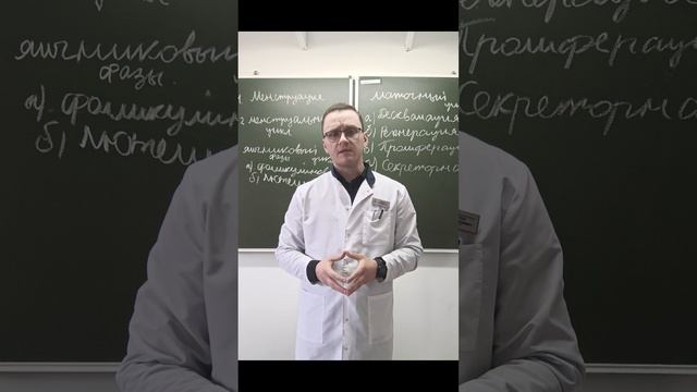 Менструальный цикл