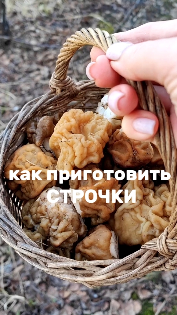 Как приготовить строчки   Строчки – весенние грибы, похожие  на сморщенный грецкий орех.