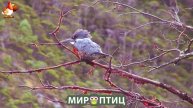 Мир птиц – красота и грация пернатых созданий Природы 🦩🦚🦜 Выпуск (88) 🦉🐦🐤