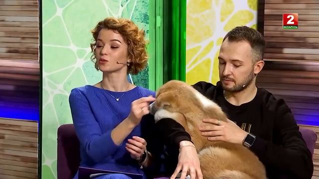 Телепередача 'Включайся!' - Таня Коршук и два Хатико щенки акита ину  24 01 2019