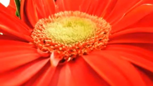 Мантра Deva Premal - Will you hear me.