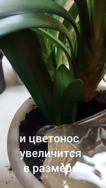Как исправить короткий цветонос кливии