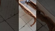 1000187953.mp4