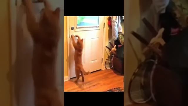Смешные животные #5