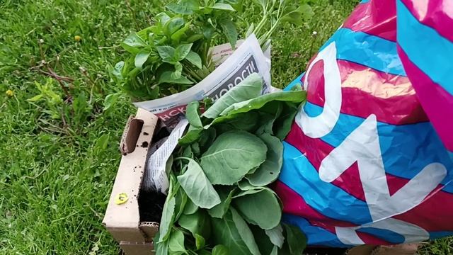 Купили рассаду, полю мелочевку