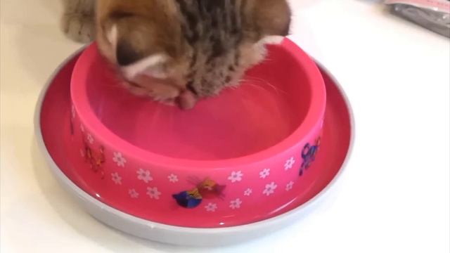 девочка спасла котенка