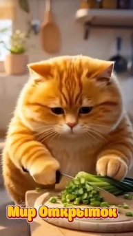 котики