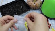 🍅 Сегодня в видео посмотрим высокорослые сорта и гибриды томатов от "Гавриш", которые дали богат...