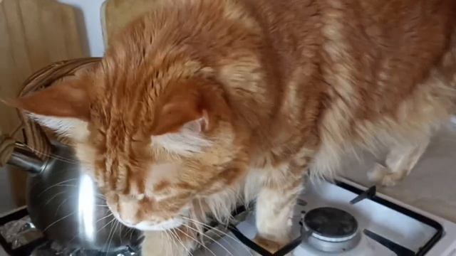 Да, бабуль в кружке вода вкуснее, ни чего ты не понимаешь мяу