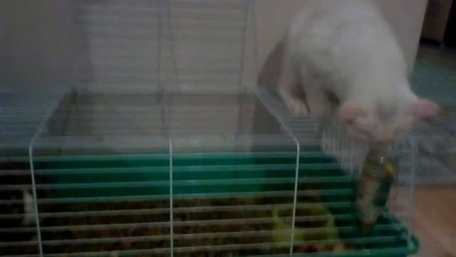 Любопытный Кот Снежок