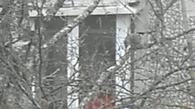 Сойка прыгает с ветки на ветку. DSCN5897