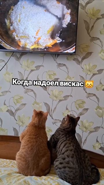 Пора переходить на плов!