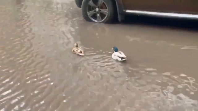 🦆В Химках уточки решили, что эта большая лужа — новый водоем🦆