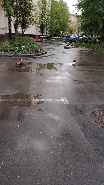 Утки в московском дворе🦆