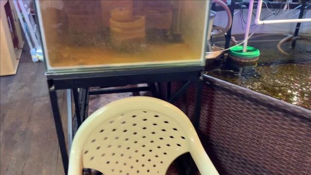 Истинная причина гибели малька стерляди.(а не фантазия зрителей)