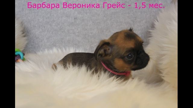 Барбара (Барби) Вероника Грейс Пти брабансон 😘😘😘
А я девочка лето, а я девочка мечта