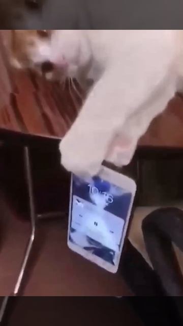 Игра на нервах хозяина 😺