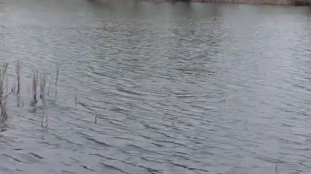 На рыбалке за нами наблюдали , а потом напали  Ловля карася на реке  (на поплавок) My fishing