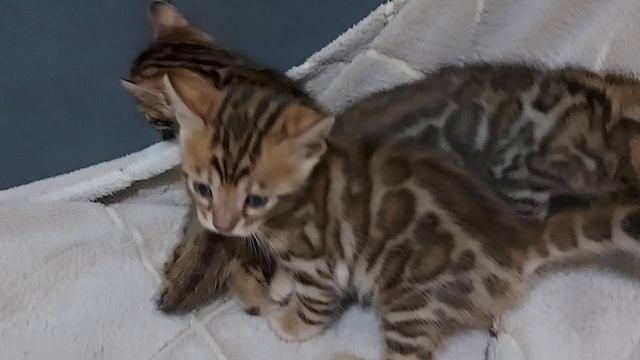 Бенгальские котята чистокровные 03.04.2025