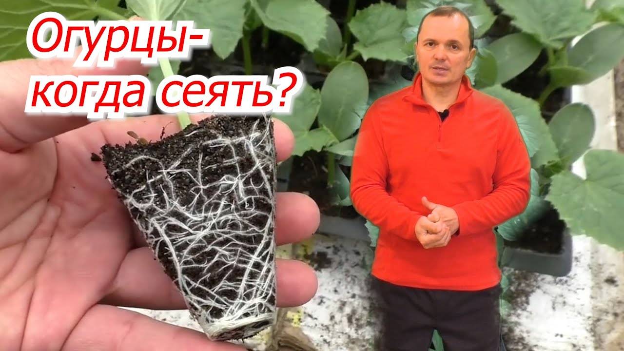 Когда посеять огурцы на рассаду- два точных срока посева семян