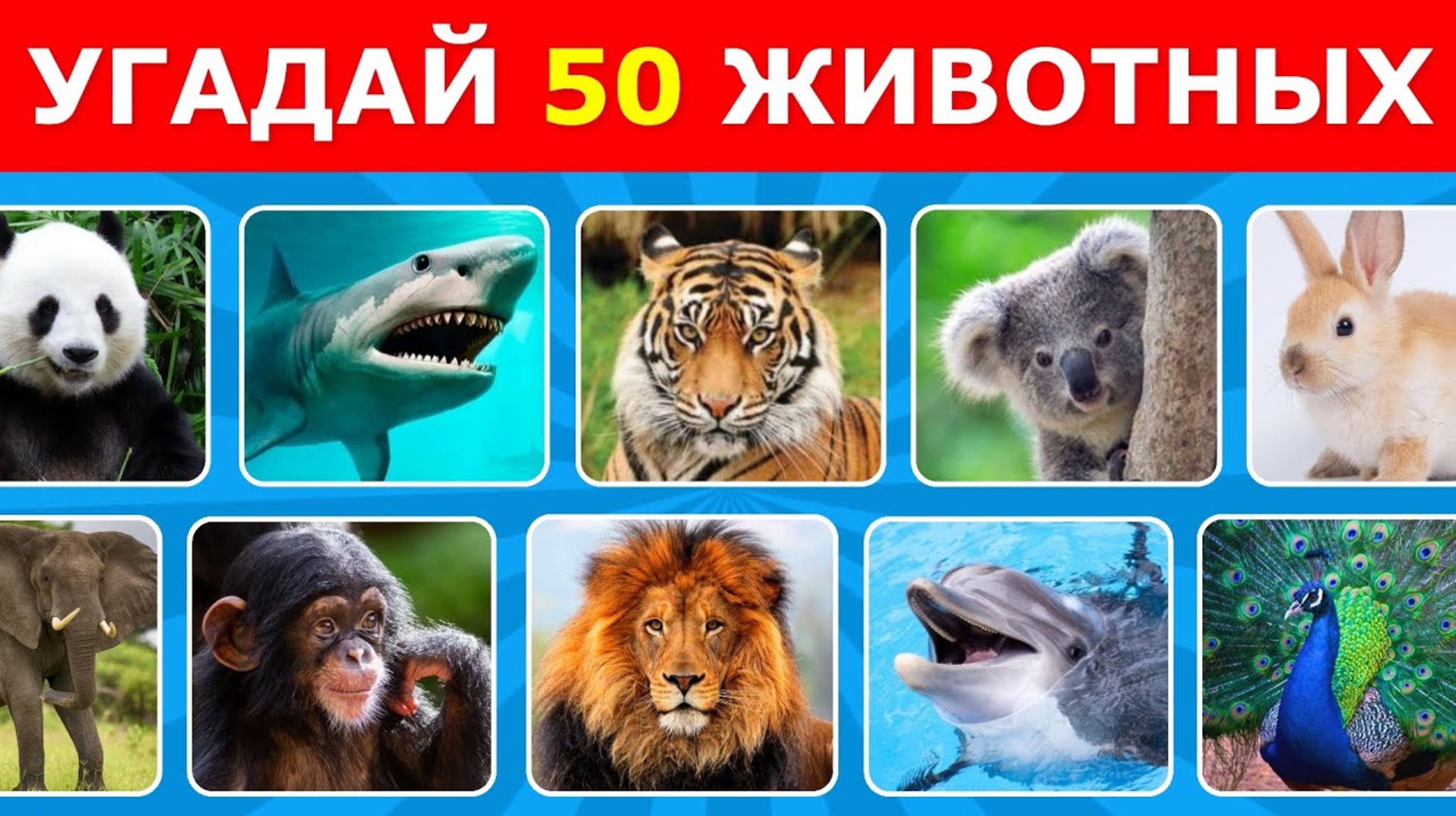 ℹ️ УГАДАЙ ЖИВОТНОЕ ЗА 5 СЕКУНД 🦊🐵🐯 УГАДАЙ 50 ЖИВОТНЫХ
