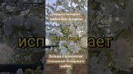 Почему Нарцисс портит праздники