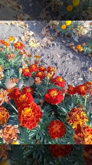 бабочка Бражник