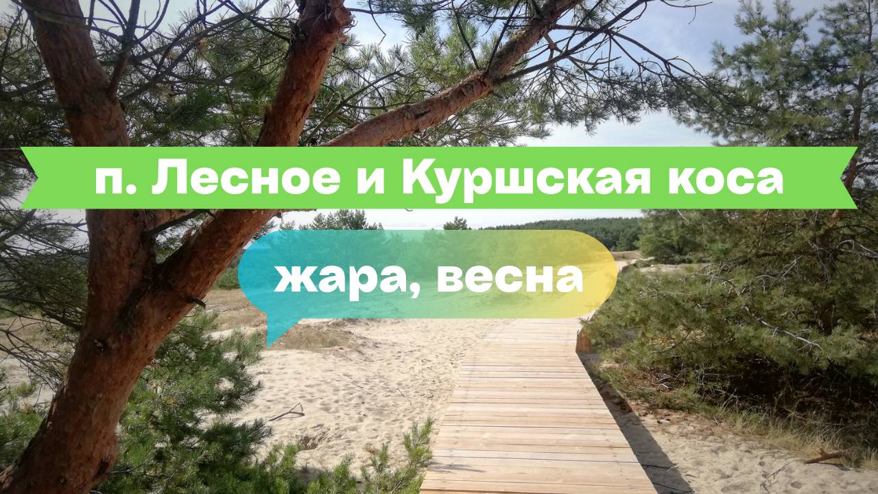 Лесное и Куршская коса: тишина, сосны и Балтика