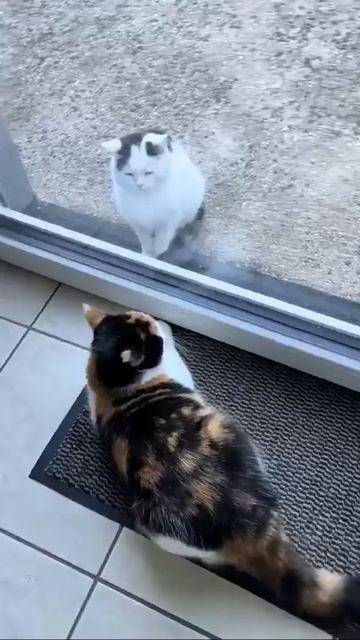 Свидание ❤️🤩🐈