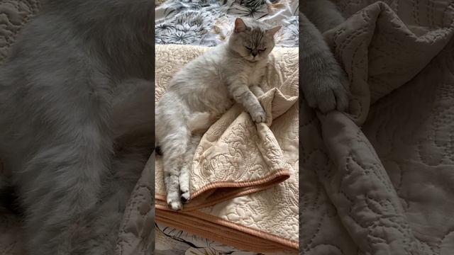 Приятных снов желает вам Алиса